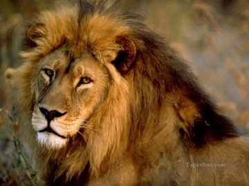 ライオン Painting - ライオン16